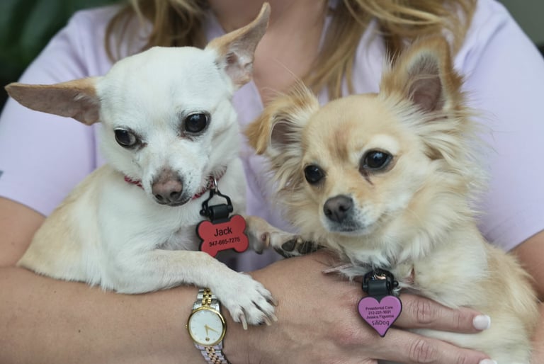 Jack and Bella, the dental office’s friendly canine greeters, our therapy puppies