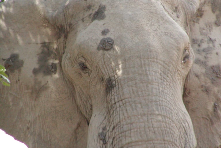 Closeup of an elephant with mud on it's brow, Zimbabwe