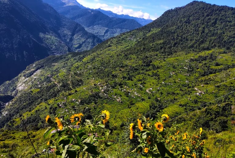 Sunflowers overlooking green mountain valleys.
