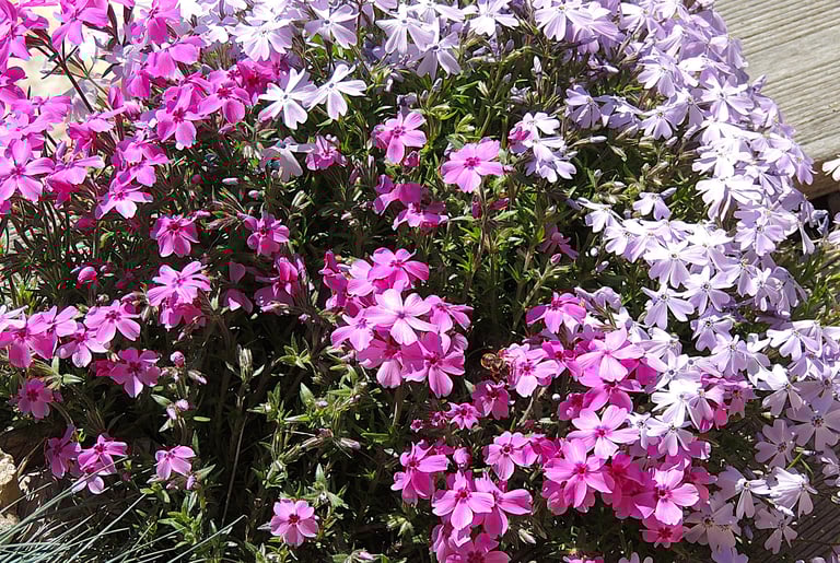 La mignonne fleur d'œillet rampant qui forme un coussinet