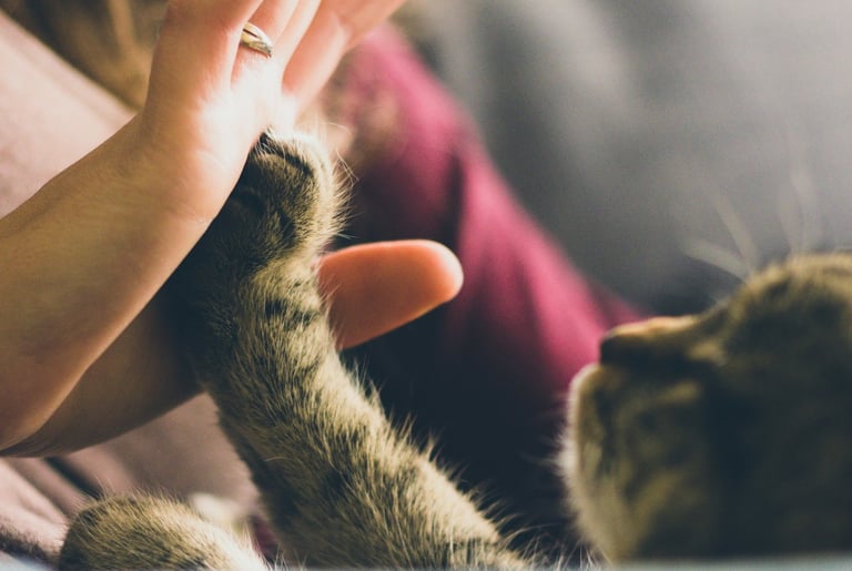 a cat is sitting on a couch and a woman is holding her hand out to