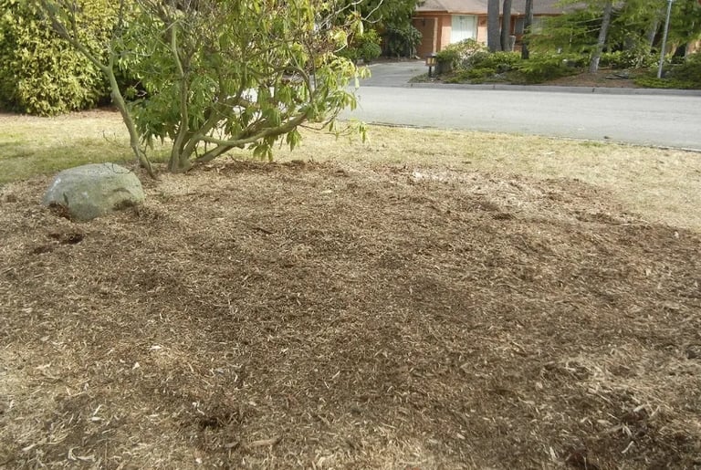 stumps and roots gone after picture