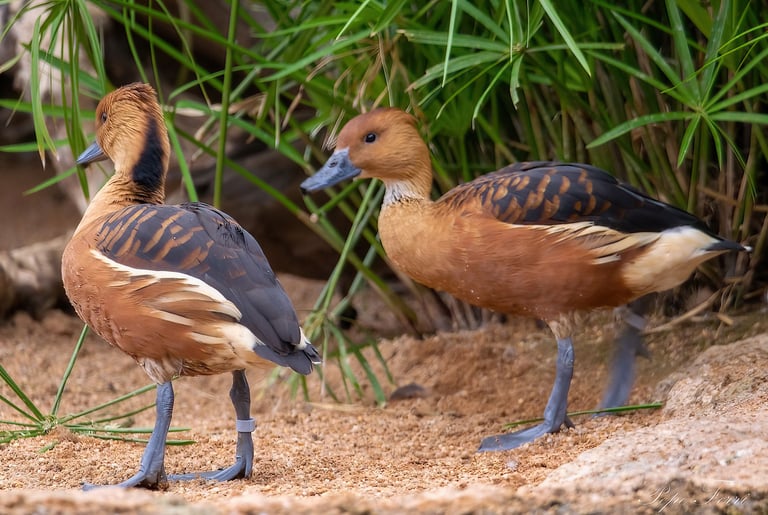 Exp Virtual Jose Ferri II - 10