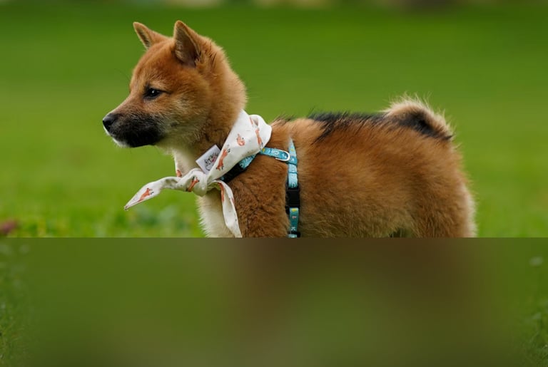 dogAdvisor | dogadvisor | dog advisor | dogAdvisor.dog