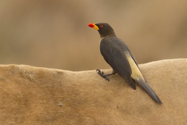 Geelsnavelossenpikker op de rug van een dier