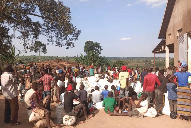 braccianti nei campi di caffè in Uganda durante il raccolto