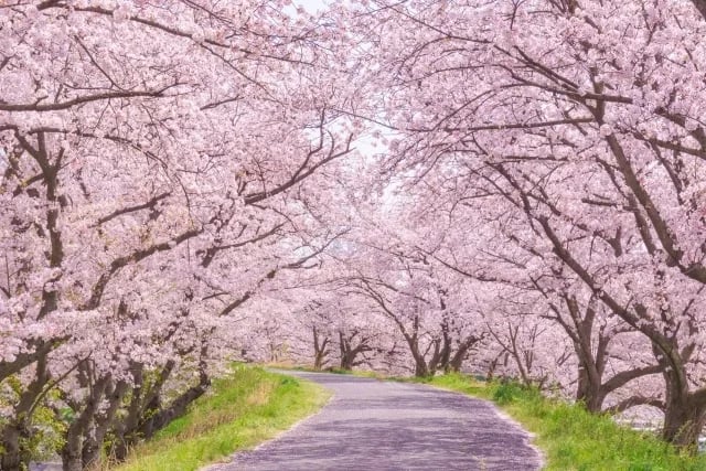 Cherry trees in full bloom creating a stunning spring landscape in Japan
