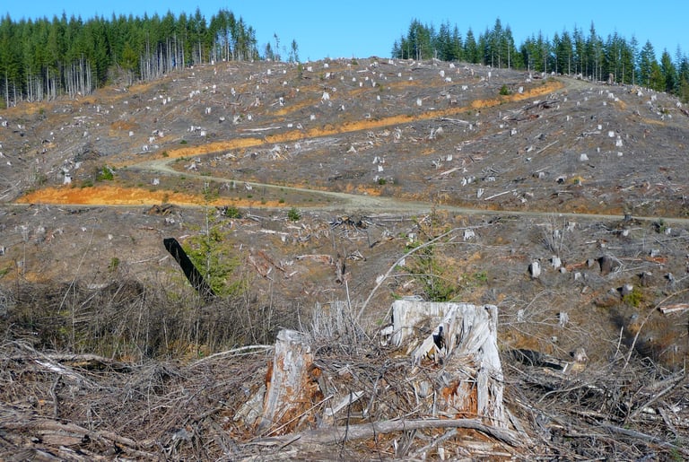 Photo d'une coupe rase dans l'état d'Oregon aux États-Unis