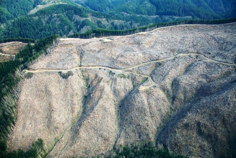 Photo d'une coupe rase dans l'état d'Oregon aux États-Unis