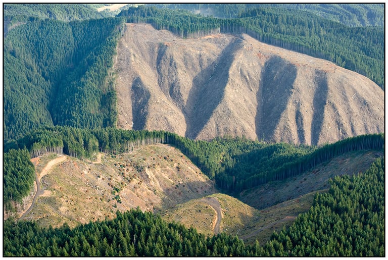 Photo d'une coupe rase dans l'état d'Oregon aux États-Unis