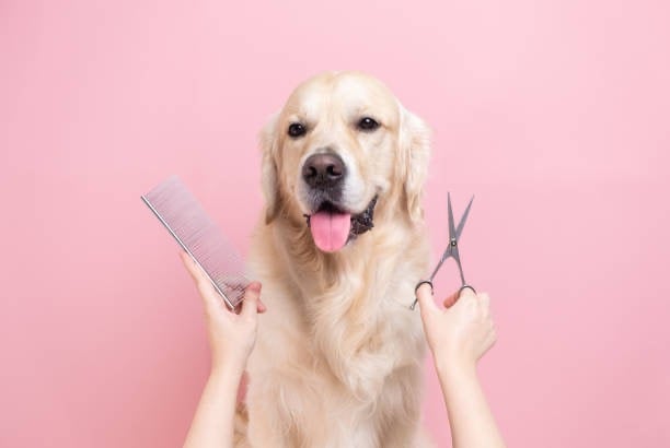 Golden Retriever getting a professional grooming with scissors and a metal comb on a pink background.