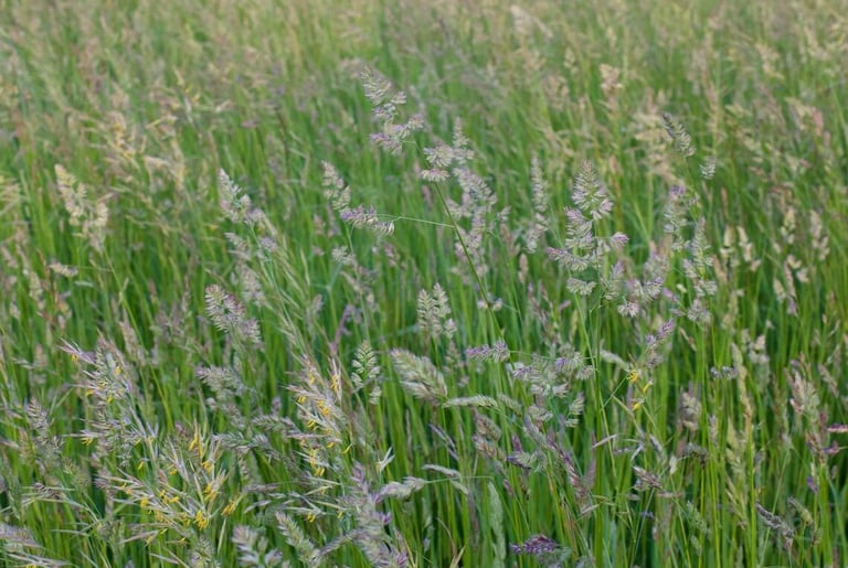a field full of taller Bentgrass