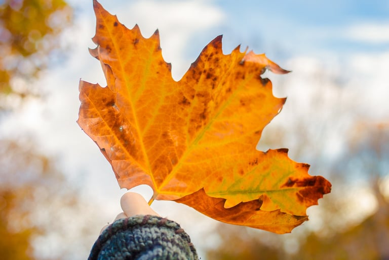 A person in a knitted sweater holding a large orange autumn maple leaf against a blurred blue sky background.