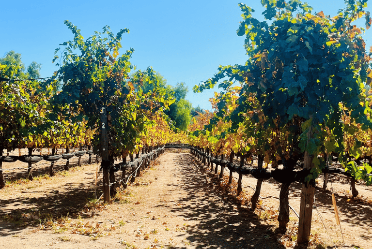 Rancho San Martin Winery vines