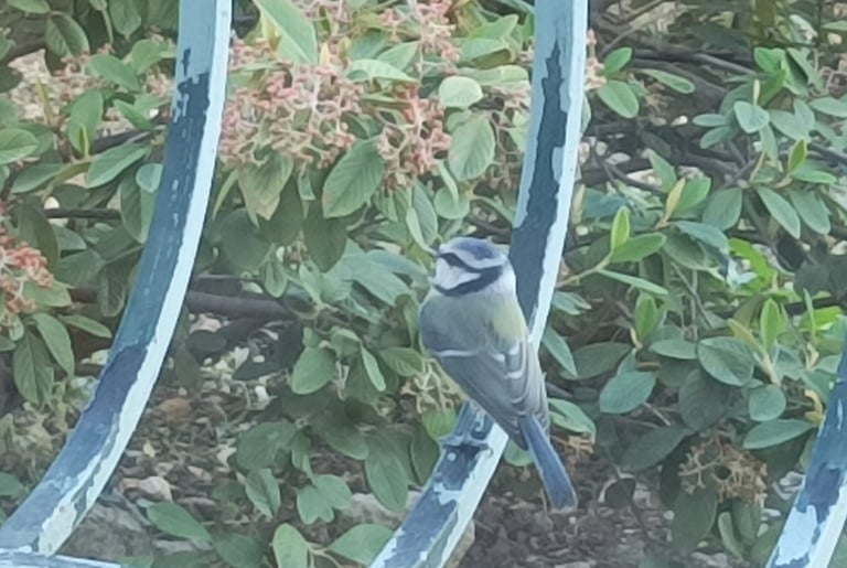 A blue tit surveys the ripening pyracantha berriesies beyond our balcony.