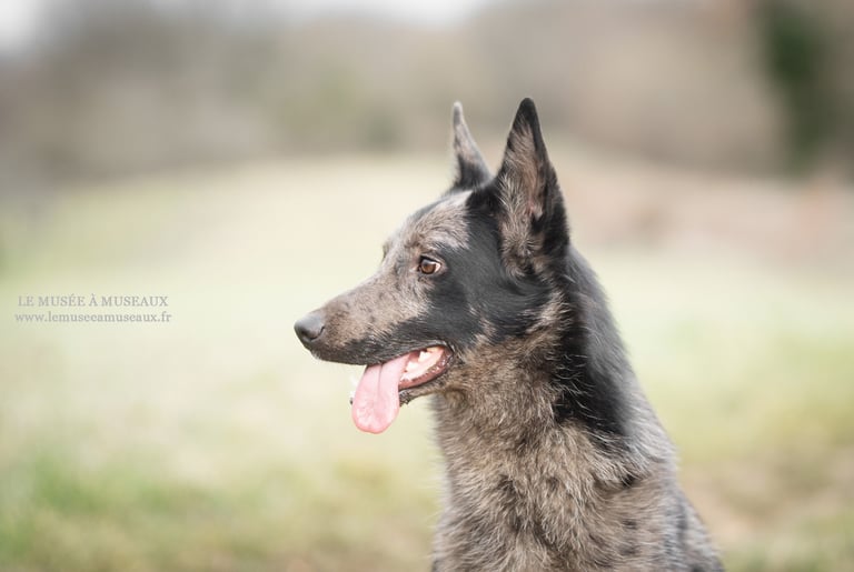 Néo (par Le Musée à Museaux : https://www.lemuseeamuseaux.fr/)