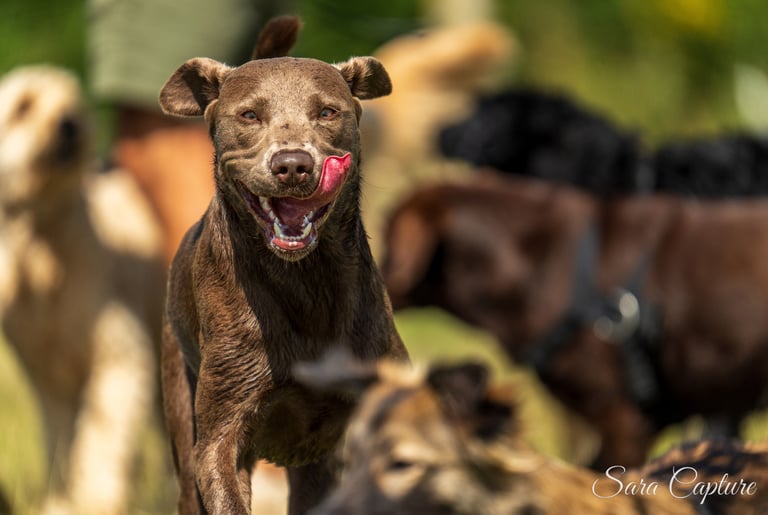 Huisdierenfotografie