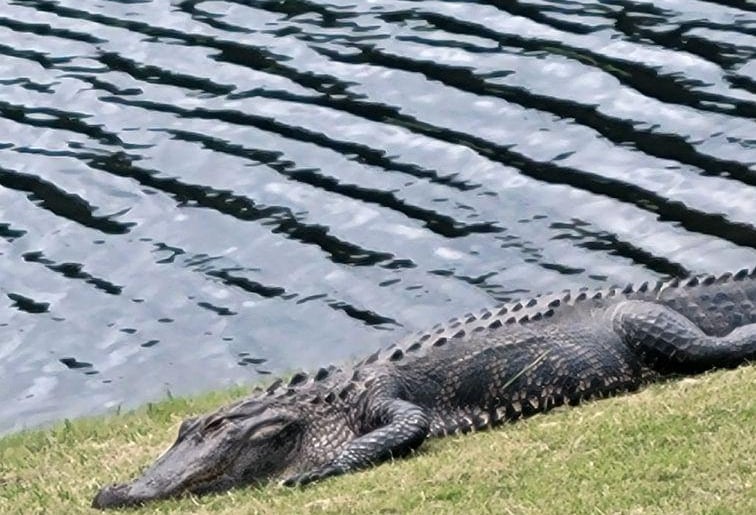 Alligator