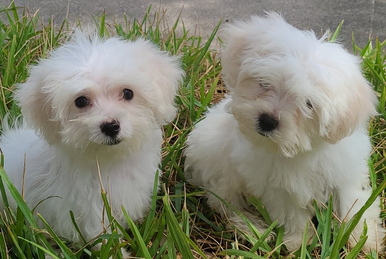 Two white Maltese Puppy sitting in green grass