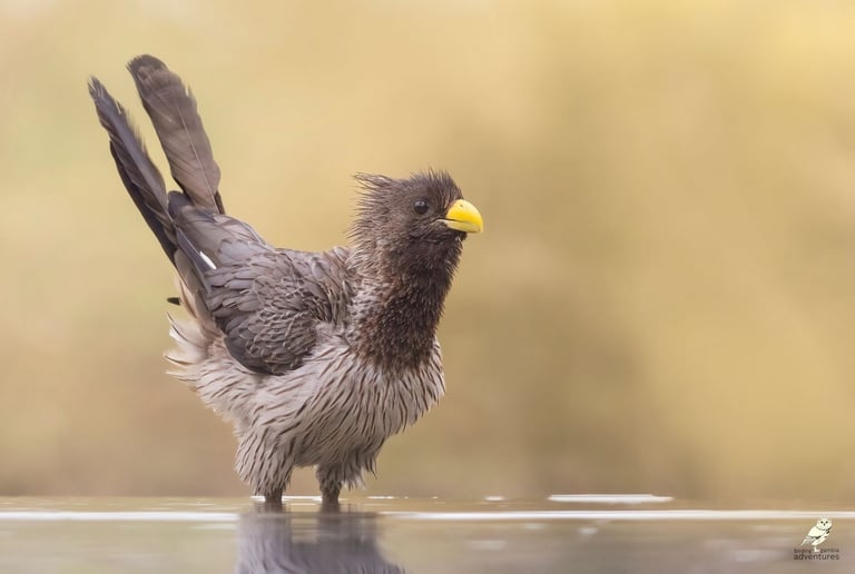 Western Plantain-eater bathing in the water | Birding Adventures Gambia