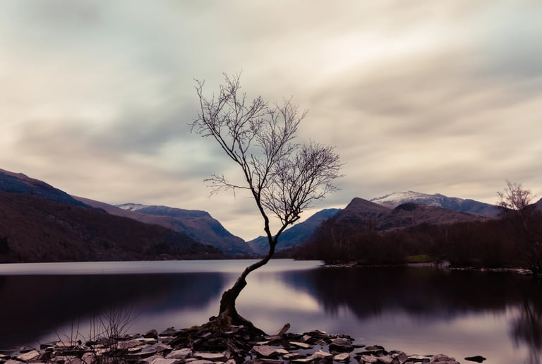 A lone silhouette tree at Llyn Padarn lake in Snowdonia with mountain views under a cloudy sky.