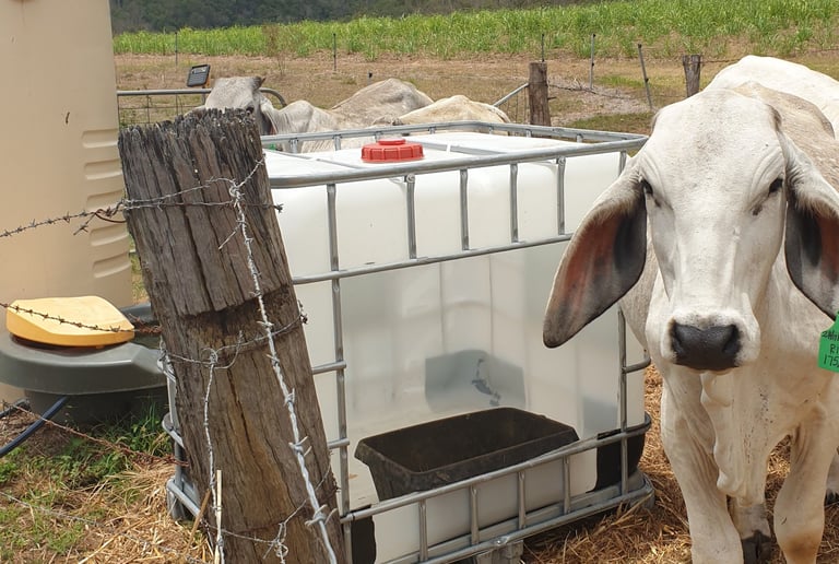 Cow with IBC pod.