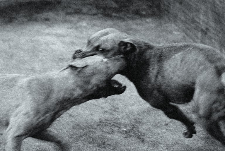 Amour Chiennes Dog Days