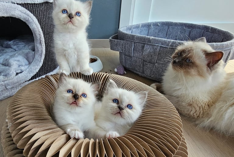 Hellig Birma kattunger blåmasket brunmasket GIC Gaustatoppens Lady Jessica Rose Admiral Gyldenløve