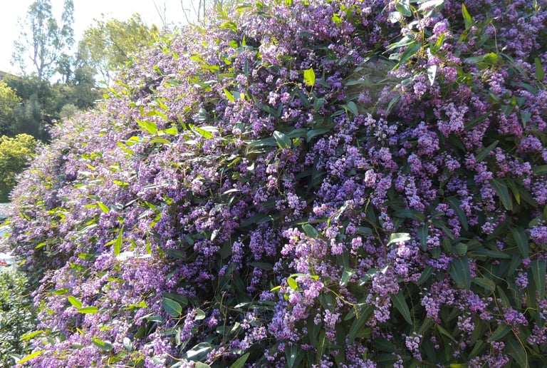 La souplesse et l'opulence d'Hardenbergia violacea