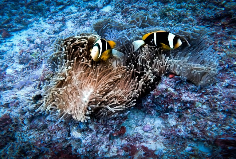 Two vibrant clownfish swimming near a sea anemone on a tropical coral reef underwater.