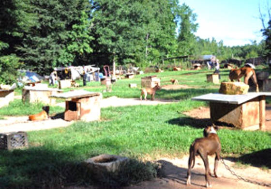 Pit Bulls Seized in Dog Fighting Operation 2015