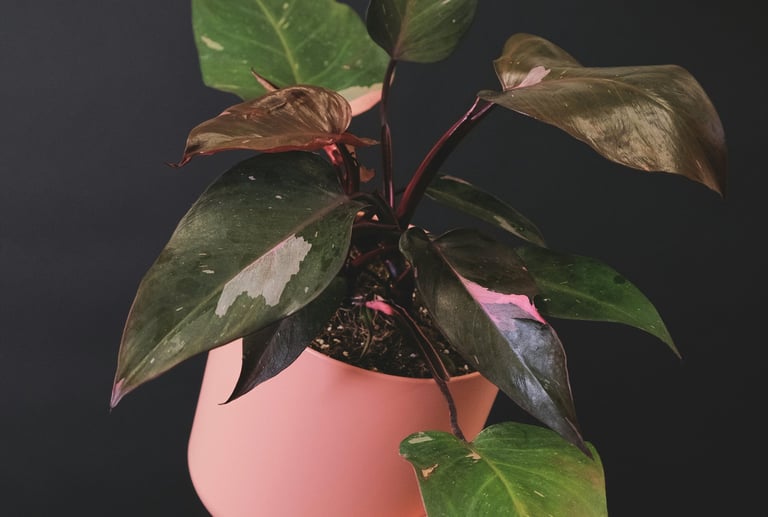 Philodendron Pink Princess