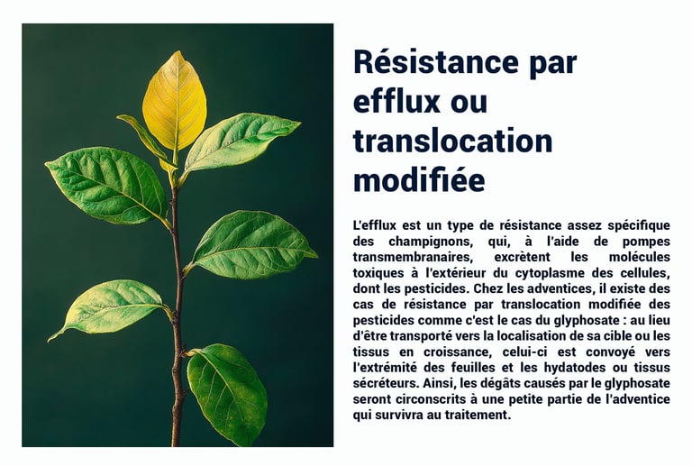 PESTICIDES RESISTANCE EFFLUX TRANSLOCATION