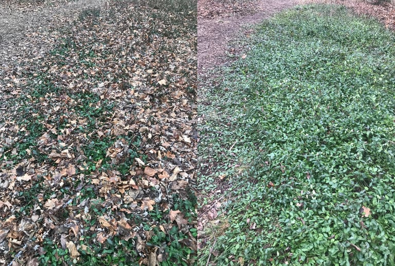 Before and after of leaf removal (2)