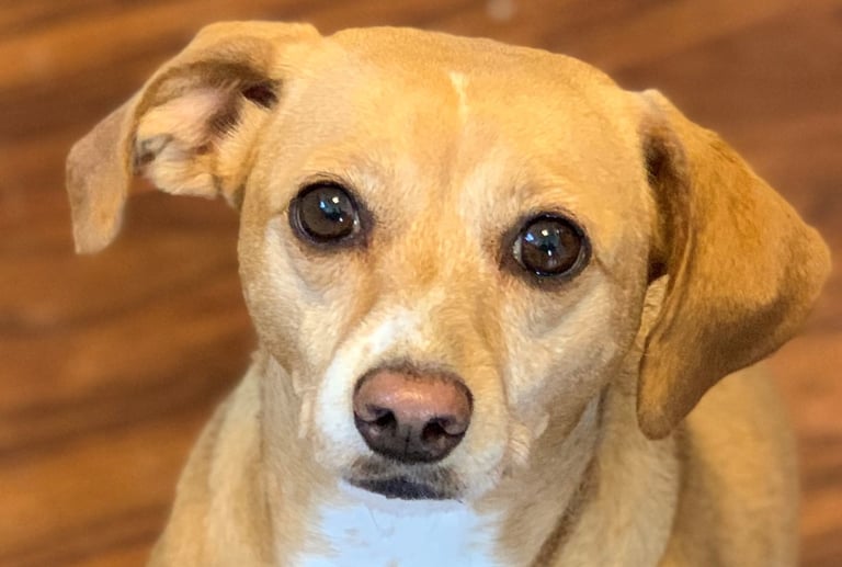 A headshot of a cute tan dog with big brown eyes and her right ear cocked.