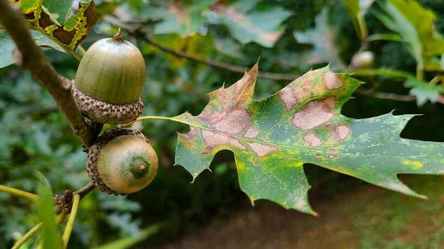 Greenway Park, Chattanooga - Greenway Park has lots of fruit & nut trees