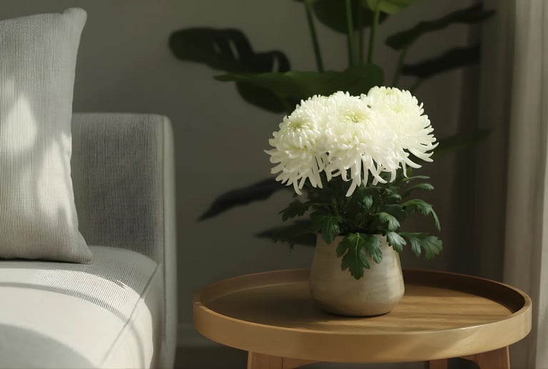 Chrysanthemum (गुलदाउदी) Plant