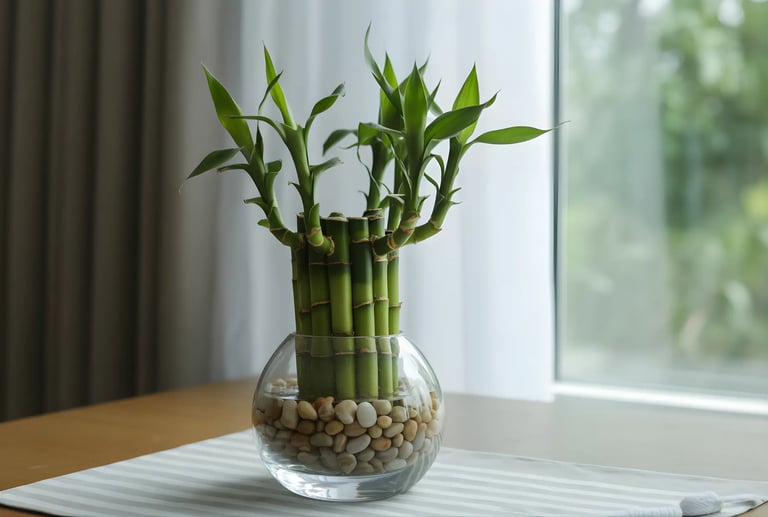 Lucky Bamboo (लकी बैम्बू)
