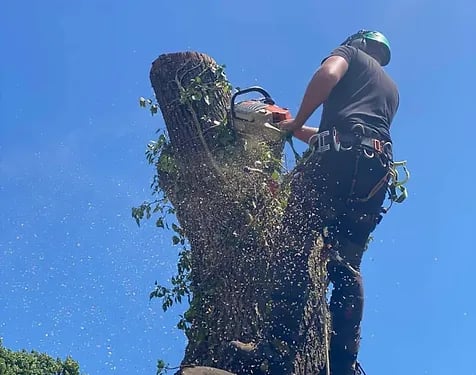 tree removal