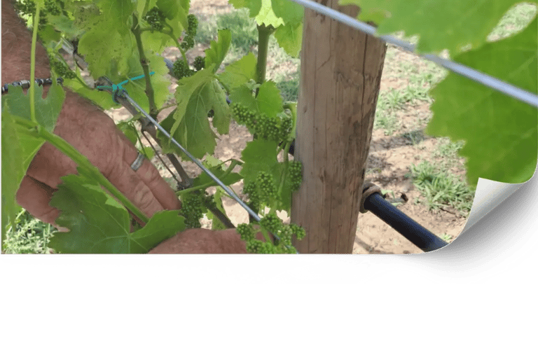 Asesoría en agricultura ecológica para viñedos en Mallorca