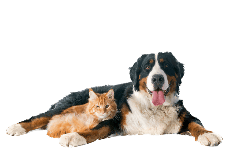 Ostéopathie pour chiens et chats