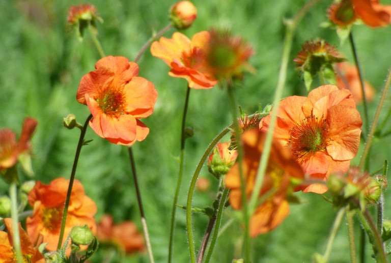 Orange flowers in a naturalistic garden