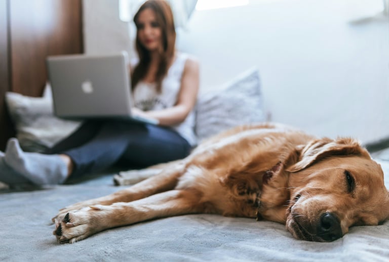 a dog laying on a bed with a woman sitting behind of her with a laptop