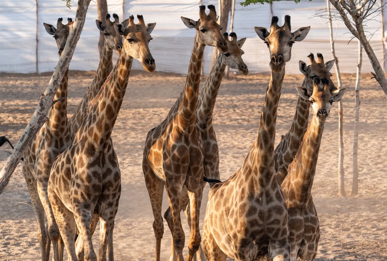 8 giraffe inside a boma about to be released into the wild