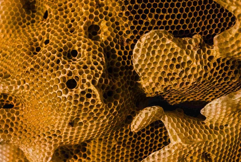 Bičių vaškas. Vaško nauda. Korys