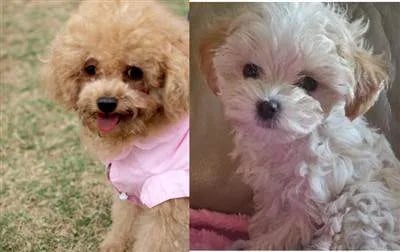 image of toy poodle vs maltipoo 
