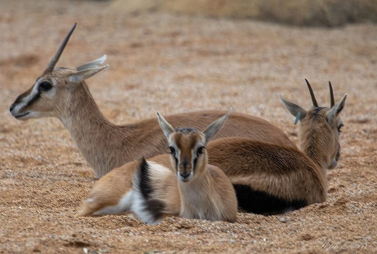 Exp Virtual Jose Ferri II - 9