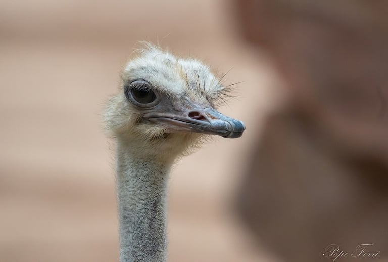 Exp Virtual Jose Ferri II - 2