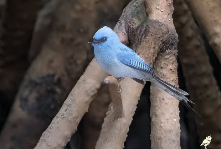 Blue Flycatcher | Birding Adventures Gambia