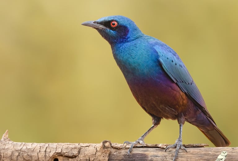 Bronze-tailed Starling | Birding Adventures Gambia